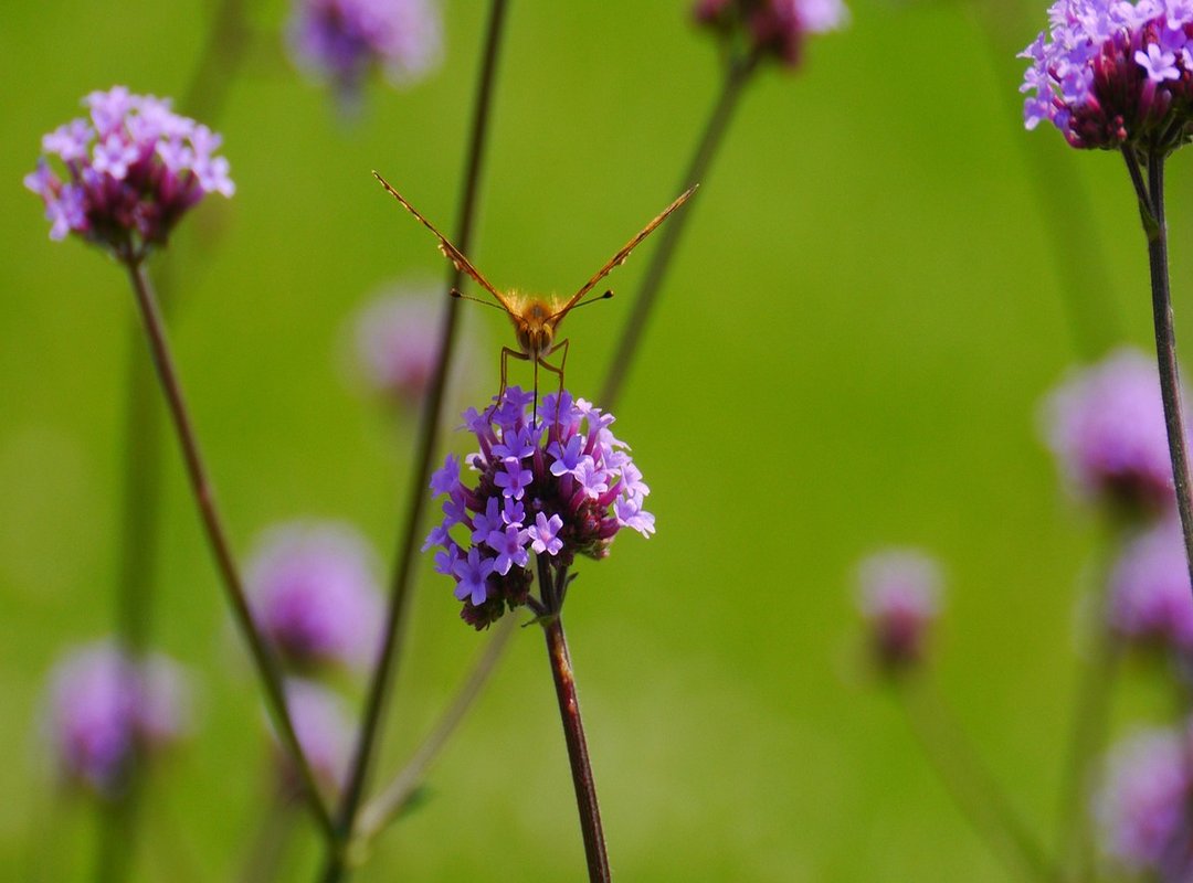 Important Risks and Considerations Before You Start